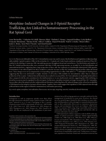 Morphine-Induced Changes in δ Opioid Receptor Trafficking Are Linked to Somatosensory Processing in the Rat Spinal Cord thumbnail