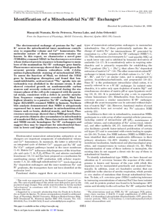 Identification of a mitochondrial Na+/H+ exchanger. thumbnail