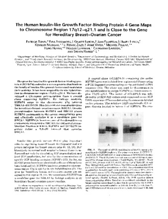 The human insulin-like growth factor- binding protein 4 gene maps to chromosome region 17q12-21.1 and is close to the gene for hereditary breast-ovarian cancer thumbnail