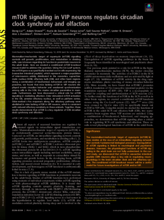 mTOR signaling in VIP neurons regulates circadian clock synchrony and olfaction thumbnail