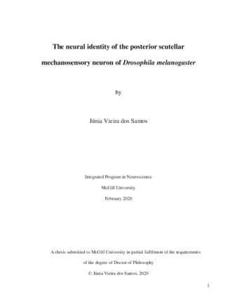 The neural identity of the posterior scutellar mechanosensory neuron of «Drosophila melanogaster» thumbnail