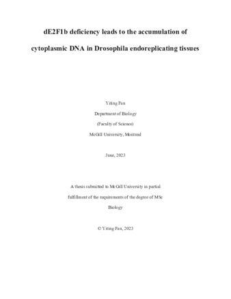 dE2F1b deficiency leads to the accumulation of cytoplasmic DNA in Drosophila endoreplicating tissues thumbnail