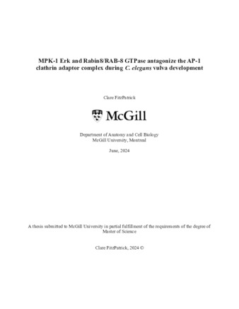 MPK-1 Erk and Rabin8/RAB-8 GTPase antagonize the AP-1 clathrin adaptor complex during C. elegans vulva development thumbnail