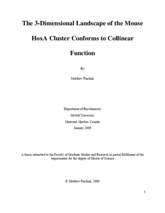 The 3-Dimensional landscape of the mouse hox A cluster conforms to collinear function thumbnail