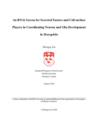 An RNAi screen for secreted factors and cell-surface players in coordinating neuron and glia development in «Drosophila» thumbnail