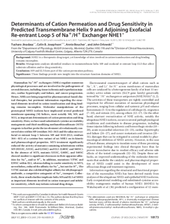 Determinants of Cation Permeation and Drug Sensitivity in Predicted Transmembrane Helix 9 and Adjoining Exofacial Re-entrant Loop 5 of Na+/H+ Exchanger NHE1 thumbnail