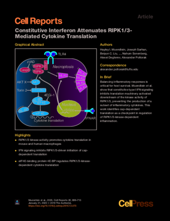 Constitutive Interferon Attenuates RIPK1/3-Mediated Cytokine Translation thumbnail