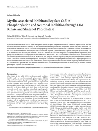 Myelin-associated inhibitors regulate cofilin phosphorylation and neuronal inhibition through LIM kinase and slingshot phosphatase thumbnail