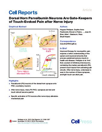 Dorsal Horn Parvalbumin Neurons Are Gate-Keepers of Touch-Evoked Pain after Nerve Injury thumbnail