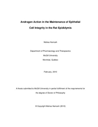 Androgen action in the maintenance of epithelial cell integrity in the rat epididymis thumbnail