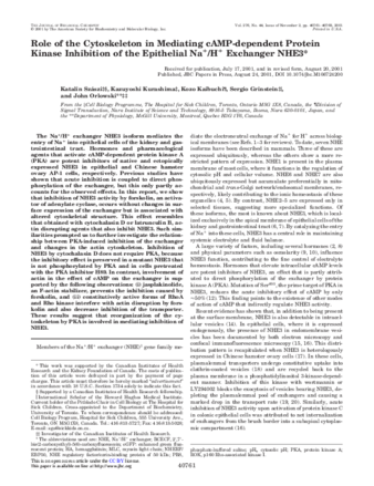 Role of the cytoskeleton in mediating cAMP-dependent protein kinase inhibition of the epithelial Na+/H+ exchanger NHE3 thumbnail