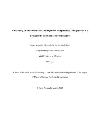 Uncovering striatal dopamine synaptogenesis using intersectional genetics in a mouse model of autism spectrum disorder thumbnail