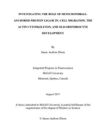 Investigating the role of mitochondrial-anchored protein ligase in: cell migration, the actin cytoskeleton and oligodendrocyte development thumbnail