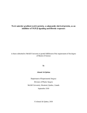 Newt anterior gradient (nAG) protein, a salamander-derived protein, as an inhibitor of TGF-ß signaling and fibrotic responses thumbnail