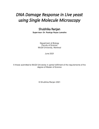 DNA damage response in live yeast using single-molecule microscopy thumbnail