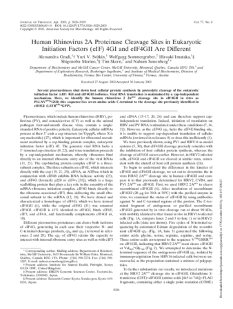 Human Rhinovirus 2A Proteinase Cleavage Sites in Eukaryotic Initiation Factors (eIF) 4GI and eIF4GII Are Different thumbnail