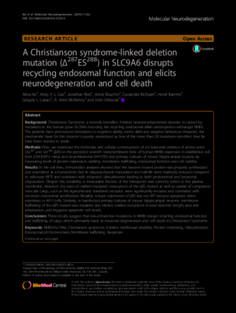A Christianson syndrome-linked deletion mutation (∆287ES288) in SLC9A6 disrupts recycling endosomal function and elicits neurodegeneration and cell death thumbnail