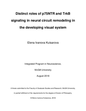 Distinct roles of p75NTR and TrkB signaling in neural circuit remodeling in the developing visual system thumbnail