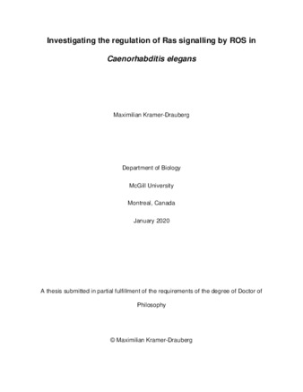 Investigating the regulation of Ras signalling by ROS in «Caenorhabditis elegans» thumbnail