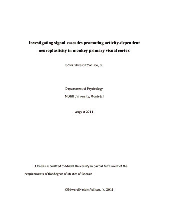 Investigating signal cascades promoting activity-dependent neuroplasticity in monkey primary visual cortex thumbnail