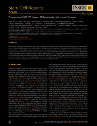 Disruption of GRIN2B Impairs Differentiation in Human Neurons thumbnail