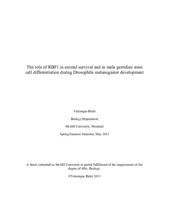 The role of RBF1 in animal survival and in male germline stem cell differentiation during Drosophila melanogaster development thumbnail