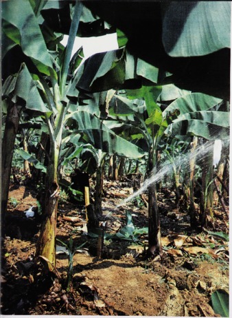 Sustainable Hillside Farming in St. Lucia thumbnail