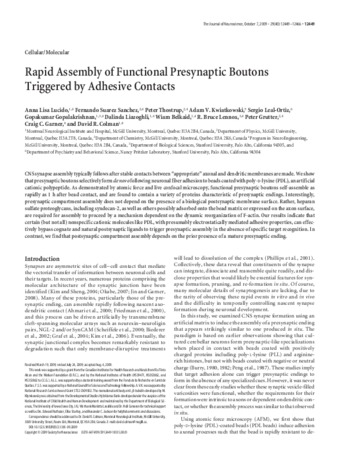 Rapid Assembly of Functional Presynaptic Boutons Triggered by Adhesive Contacts thumbnail