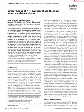Dimer ribbons of ATP synthase shape the inner mitochondrial membrane thumbnail