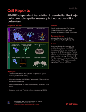 4E-BP2-dependent translation in cerebellar Purkinje cells controls spatial memory but not autism-like behaviors thumbnail