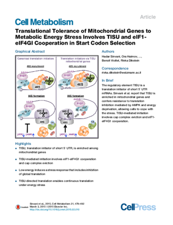 Translational Tolerance of Mitochondrial Genes to Metabolic Energy Stress Involves TISU and eIF1-eIF4GI Cooperation in Start Codon Selection thumbnail