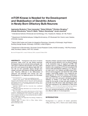 mTOR kinase is needed for the development and stabilization of dendritic arbors in newly born olfactory bulb neurons thumbnail