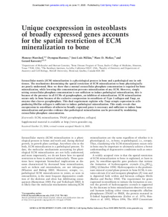 Unique Coexpression in Osteoblasts of Broadly Expressed Genes Accounts for the Spatial Restriction of ECM Mineralization to Bone thumbnail