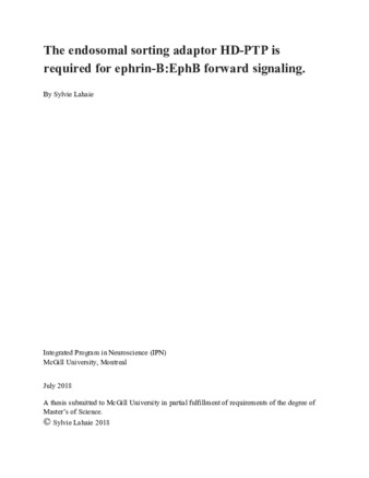 The endosomal sorting adaptor HD-PTP is required for ephrin-B: EphB forward signaling thumbnail