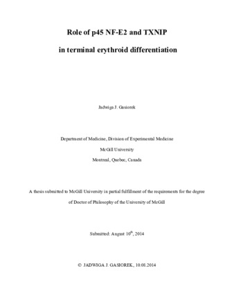 Role of p45 NF-E2 and TXNIP in terminal erythroid differentiation thumbnail