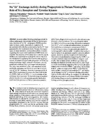 Na+/H+ exchange activity during phagocytosis in human neutrophils: role of Fcgamma receptors and tyrosine kinases thumbnail