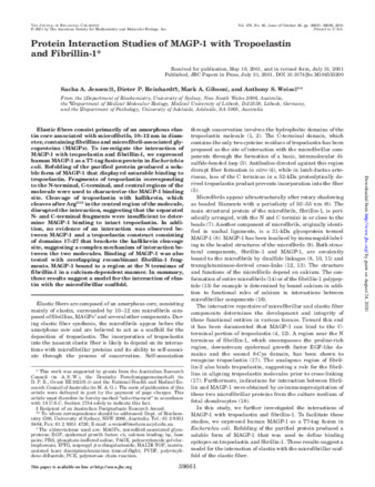 Protein Interaction Studies of MAGP-1 with Tropoelastin and Fibrillin-1 thumbnail