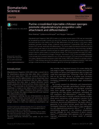 Purine-crosslinked injectable chitosan sponges promote oligodendrocyte progenitor cells' attachment and differentiation thumbnail