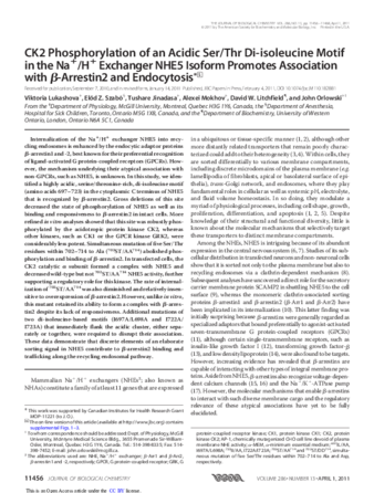 CK2 Phosphorylation of an Acidic Ser/Thr Di-isoleucine Motif in the Na+/H+ Exchanger NHE5 Isoform Promotes Association with β-Arrestin2 and Endocytosis thumbnail