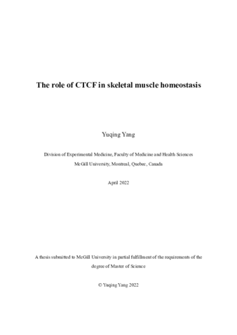 The role of CTCF in skeletal muscle homeostasis thumbnail