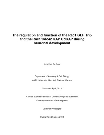 The regulation and function of the Rac1 GEF Trio and the Rac1/Cdc42 GAP CdGAP during neuronal development thumbnail