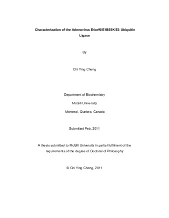 Characterization of the adenovirus E4orf6/E1B55K E3 ubiquitin ligase thumbnail