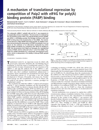 A mechanism of translational repression by competition of Paip2 with eIF4G for poly(A) binding protein (PABP) binding thumbnail