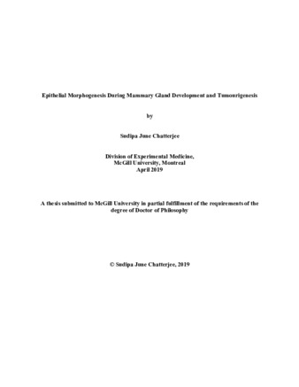 Epithelial morphogenesis during mammary gland development and tumourigenesis thumbnail