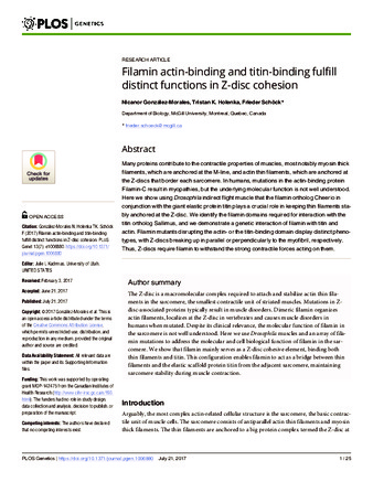 Filamin actin-binding and titin-binding fulfill distinct functions in Z-disc cohesion thumbnail