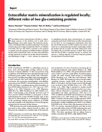 Extracellular matrix mineralization is regulated locally: Different roles of two Gla-containing proteins thumbnail