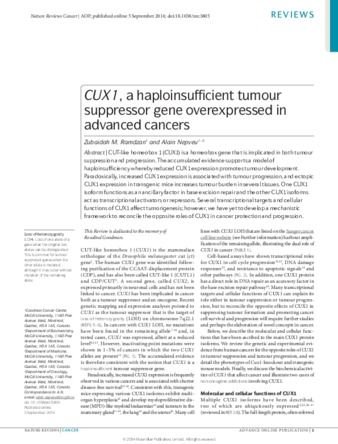 CUX1, a Haploinsufficient Tumour Suppressor Gene Overexpressed in Advanced Cancers thumbnail