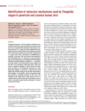 Identification of molecular mechanisms used by Finegoldia magna to penetrate and colonize human skin thumbnail