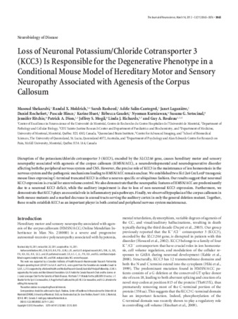 Loss of Neuronal Potassium/Chloride Cotransporter 3 (KCC3) Is Responsible for the Degenerative Phenotype in a Conditional Mouse Model of Hereditary Motor and Sensory Neuropathy Associated with Agenesis of the Corpus Callosum thumbnail