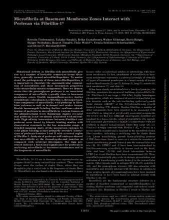 Microfibrils at basement membrane zones interact with perlecan via fibrillin-1 thumbnail